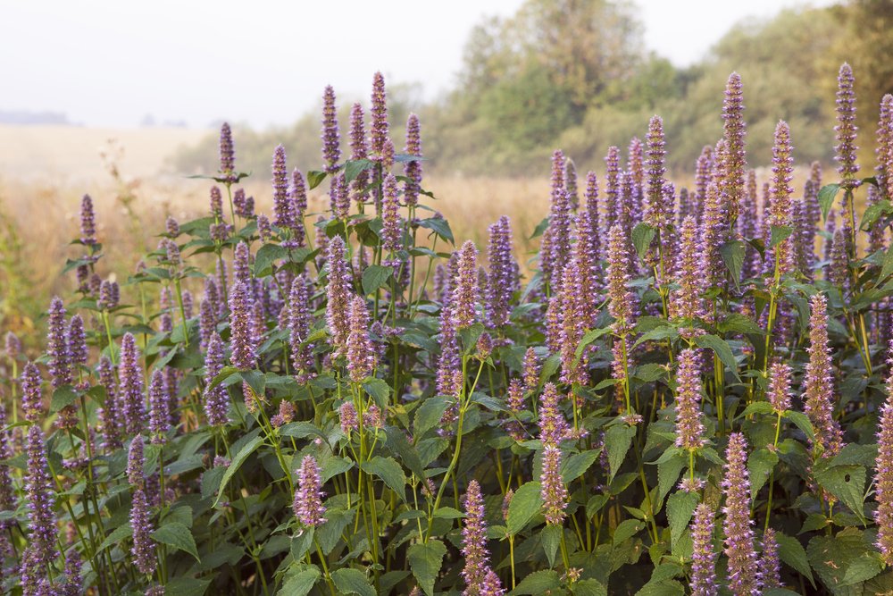 Anise hyssop flowering in a broad garden planting