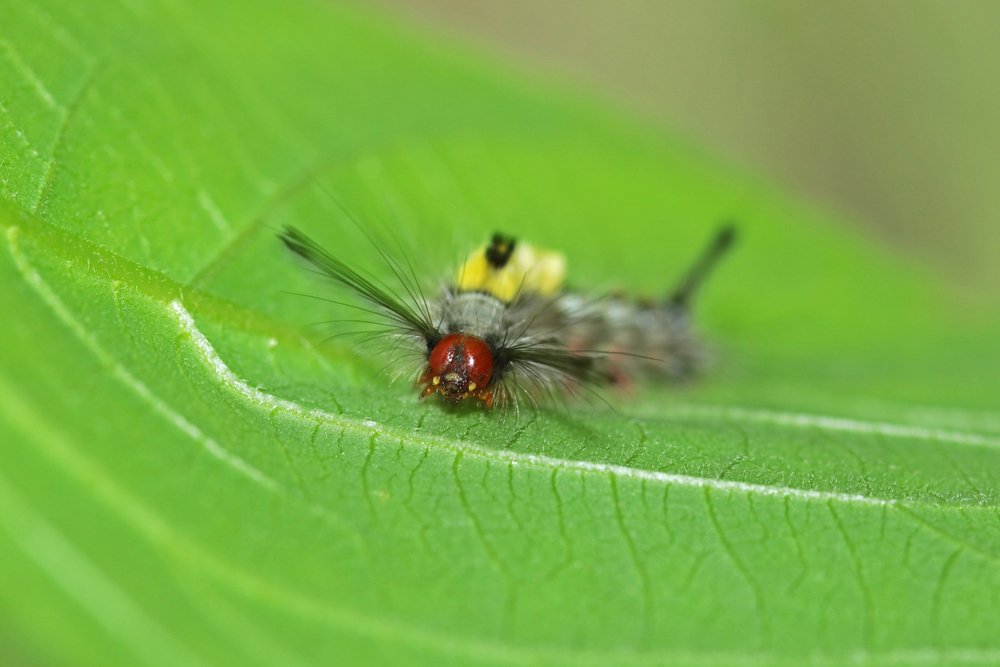 Small hairy caterpillar resting on a green leaf