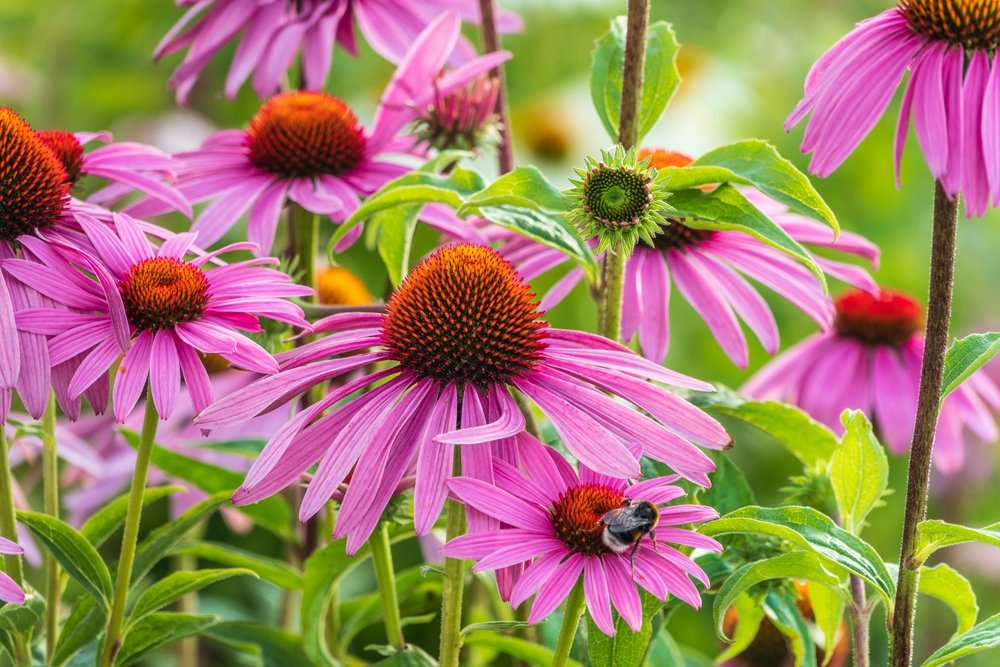 Purple coneflowers blooming with a visiting bumblebee