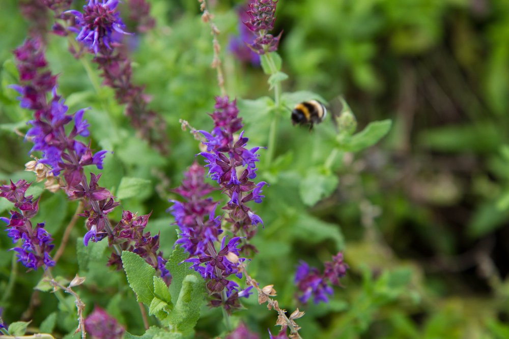 Purple salvia flowers with a bumblebee approaching