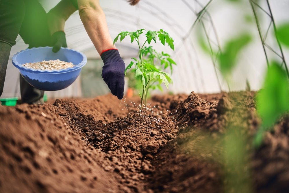 Gardener applying a measured soil amendment beside a tomato plant