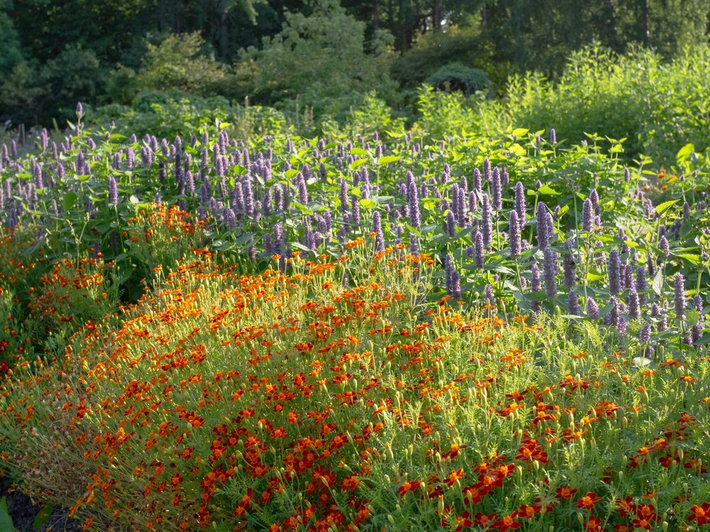 Mixed flowering habitat supporting beneficial insects and pollinators