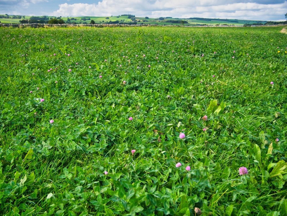 Dense green cover crop field with flowering clover