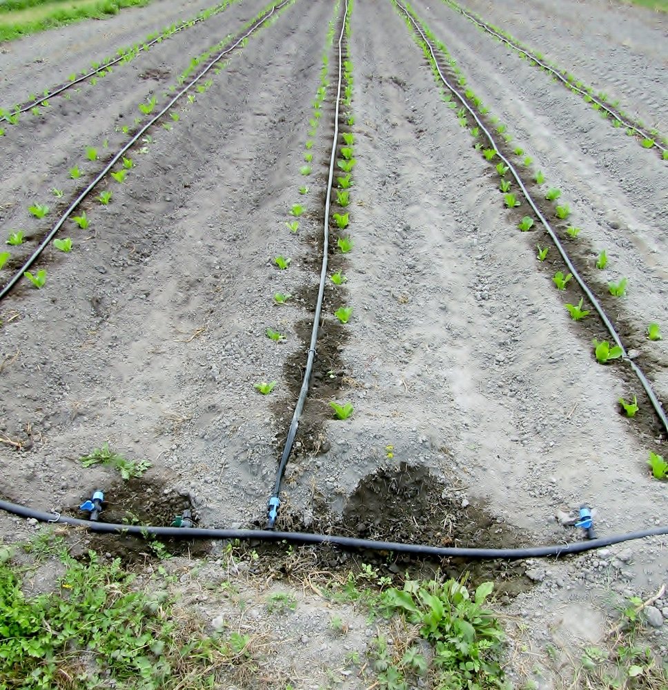 Rows of young vegetables watered by multiple drip irrigation lines