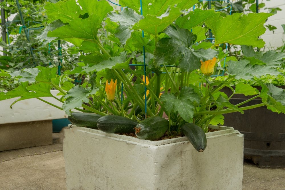 Compact zucchini plant producing fruit in a large square container