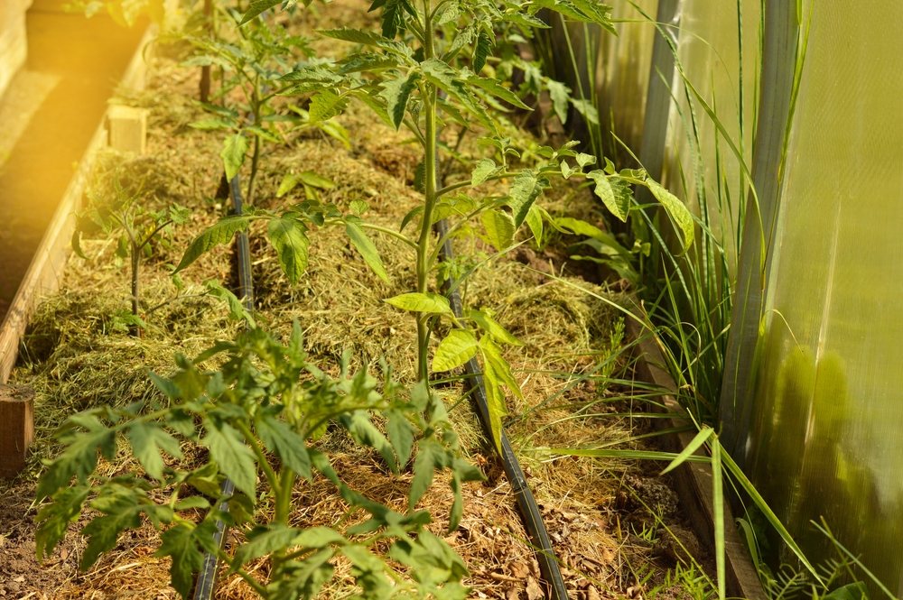 Tomato plants growing in a mulched greenhouse bed with drip irrigation