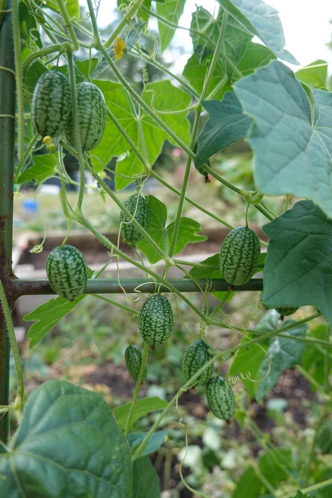 Cucamelon fruits hanging from a leafy trellised vine