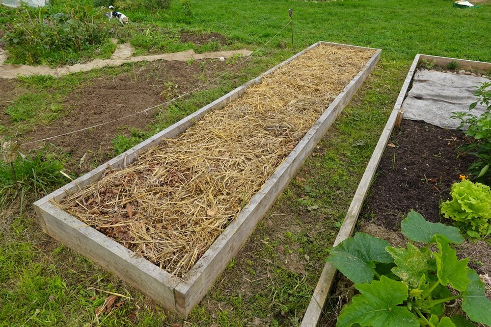 Raised garden bed covered with a thick layer of straw mulch