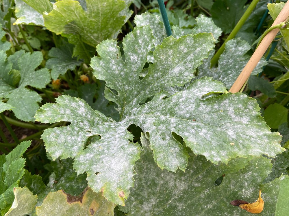 Zucchini leaves covered with white powdery mildew growth
