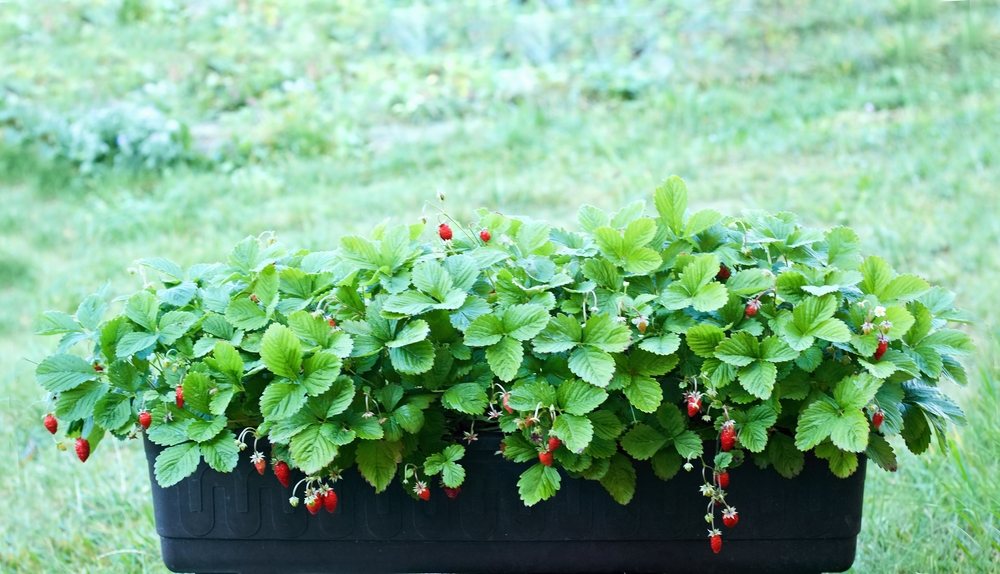 Strawberry plants fruiting in a large black container