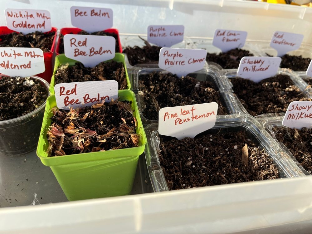 Labeled native perennial seeds arranged in containers for cold stratification