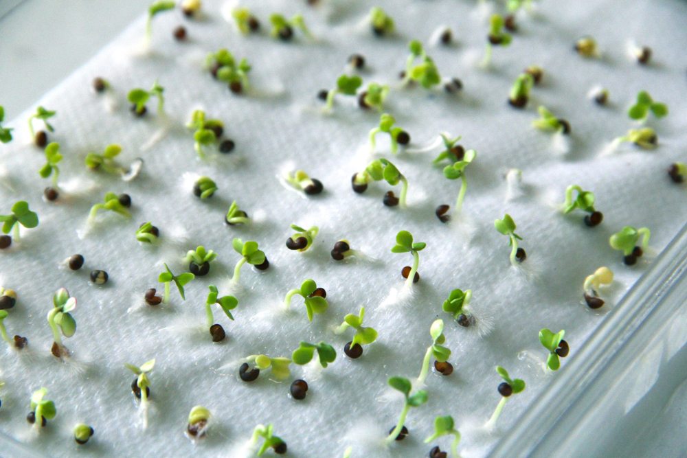 Seeds producing young normal seedlings on moist paper during a germination test