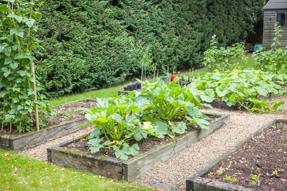 Productive raised vegetable beds with paths, trellised beans, squash, and other crops
