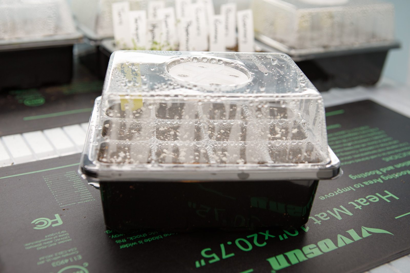 Covered seed tray resting on an electric seedling heat mat