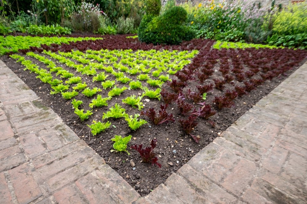 Young red and green lettuce seedlings establishing for a fall garden