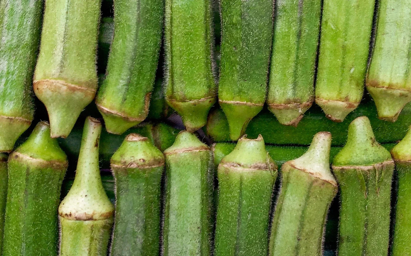 An assortment of fresh green okra pods showing differences in size and shape.