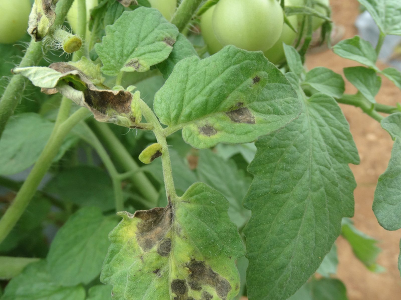 Tomato leaves with dark lesions and yellow tissue near green fruit