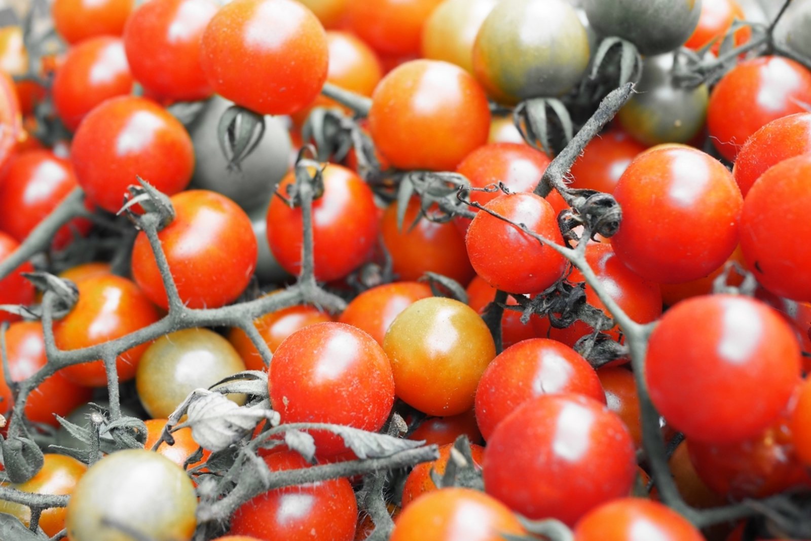 Cherry tomatoes showing green, breaker, orange, and red ripening stages