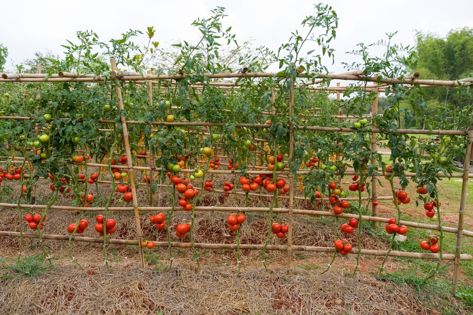 Tomato plants trained on a tall bamboo support structure