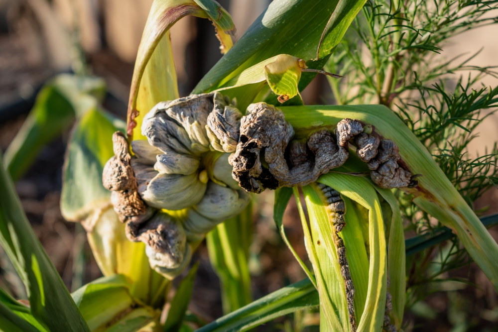 Large common corn smut galls deforming an ear and surrounding tissue