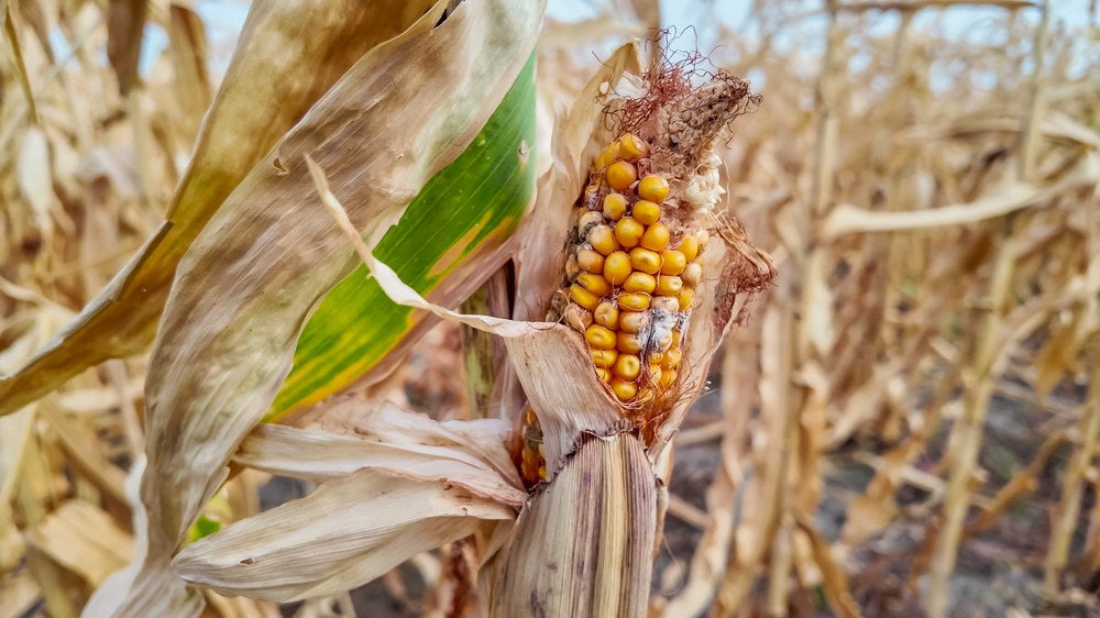 Corn ear and stalk drying prematurely in a drought-stressed field