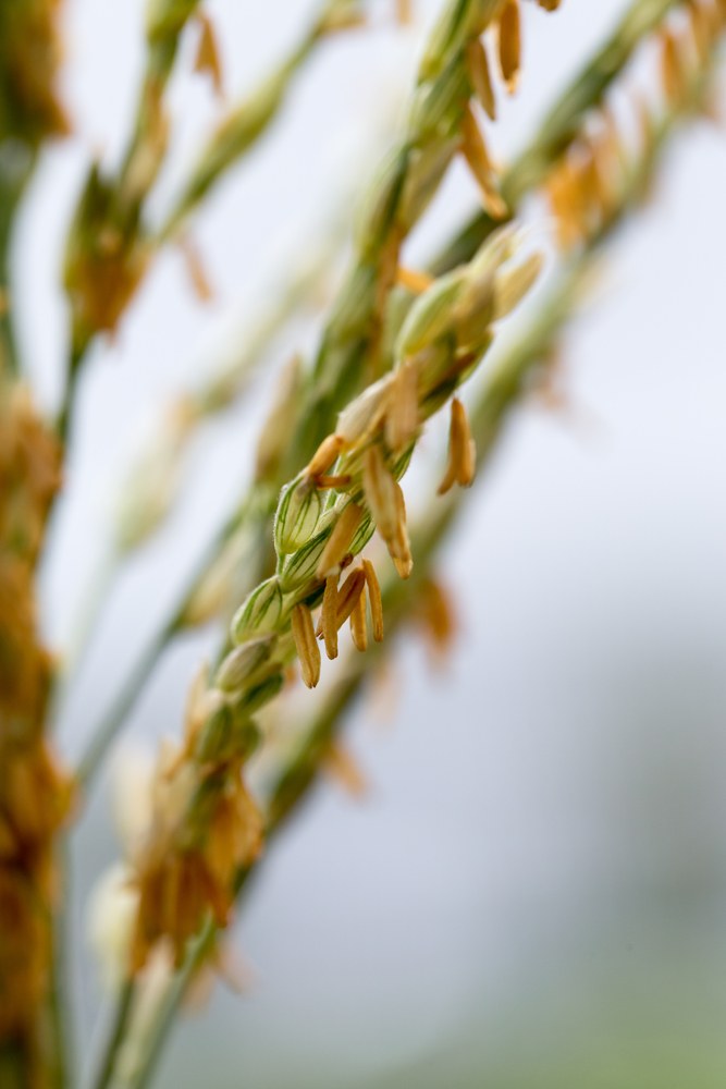Corn anthers extended from a tassel during pollen shed