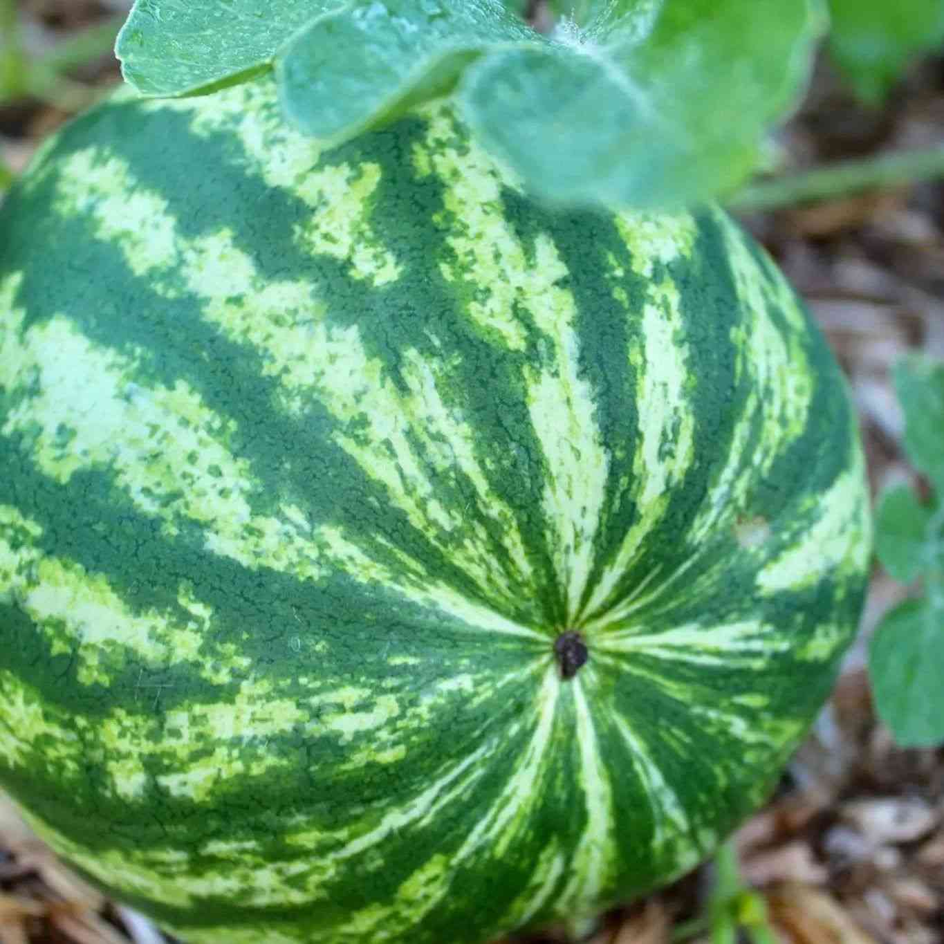 Ripe watermelon and healthy vines illustrating heat, space, pollination, and harvest