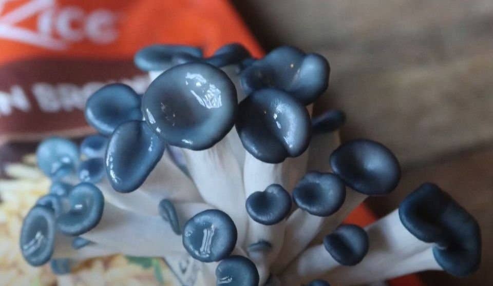 Mushroom Growing Kit
