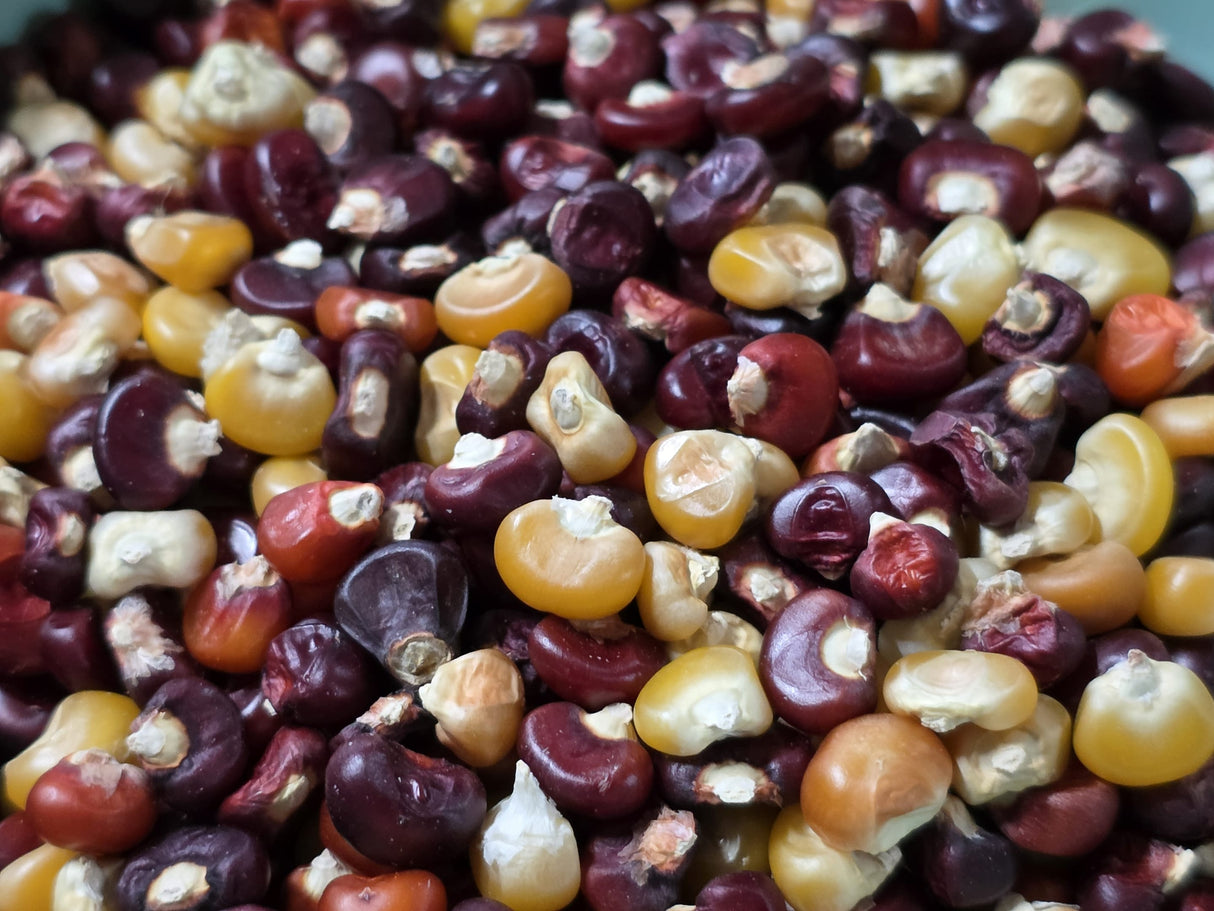 Corn Seeds - Flint - Cascade Ruby-Gold