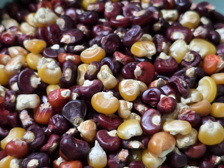 Cascade Ruby-Gold Corn Seeds
