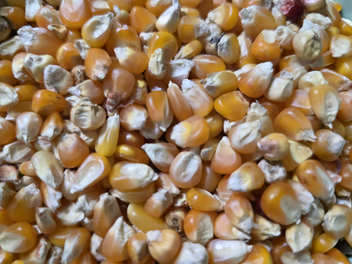 Corn Seeds - Flint - Argentina Orange Creole
