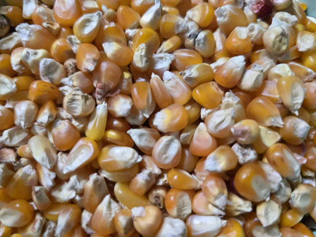 High-quality Premium Corn Seeds from Flint Argentina ensuring superior crop yield and resilience.