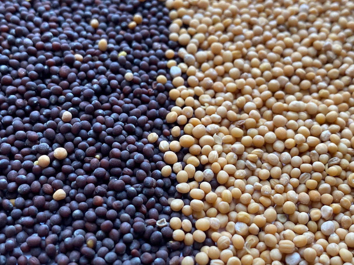 Spicewalla - Mustard Seed, Yellow