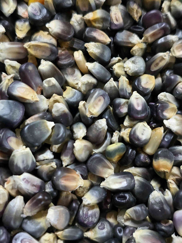 Ohio Blue Dent Corn native corn seeds showcasing traditional agriculture and heritage crop varieties.