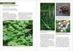 Southeast Medicinal Plants : Identify, Harvest, and Use