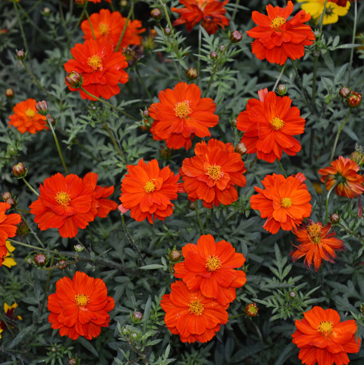 Dwarf Red Cosmos Seeds