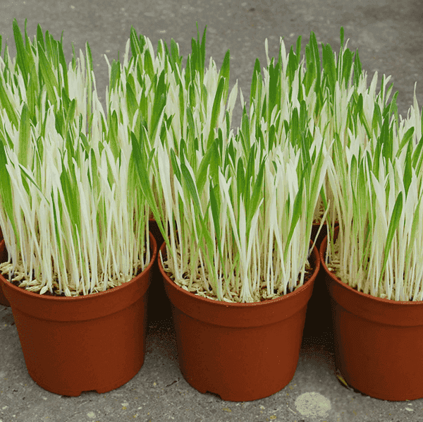 Variegated Cat Grass