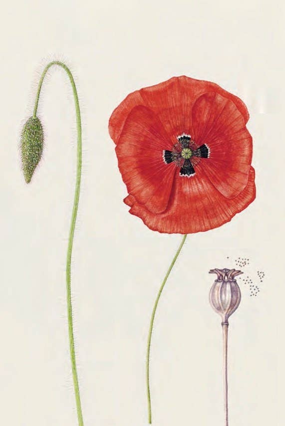 The Seed Collector's Kit