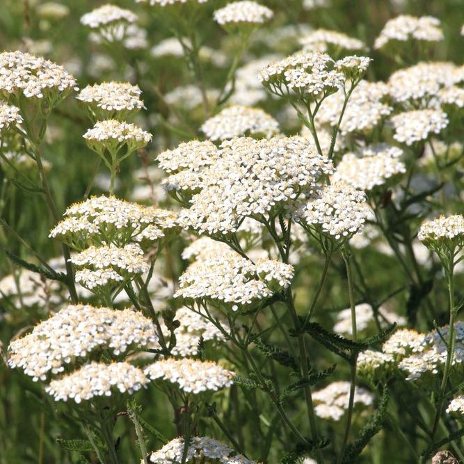 Achillea Seeds - Common White Yarrow - Alliance of Native Seedkeepers - Herb Seeds