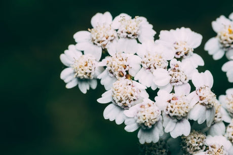 Achillea Seeds - Common White Yarrow - Alliance of Native Seedkeepers - Herb Seeds