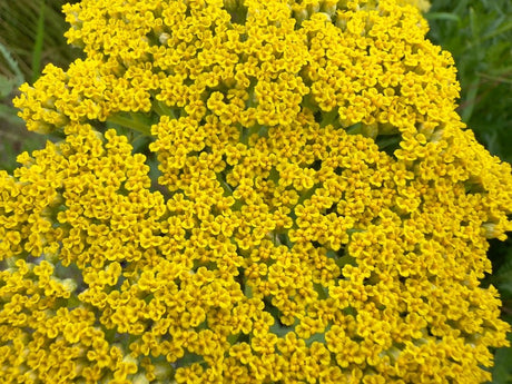 Achillea Seeds - Golden Yarrow - Alliance of Native Seedkeepers - Herb Seeds