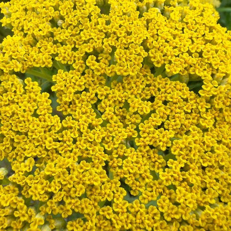Achillea Seeds - Golden Yarrow - Alliance of Native Seedkeepers - Herb Seeds