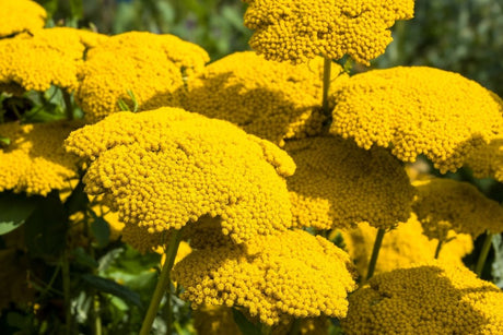 Achillea Seeds - Golden Yarrow - Alliance of Native Seedkeepers - Herb Seeds