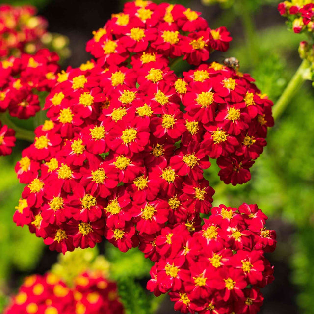 Dark Goldenrod Achillea Seeds - Red Yarrow Alliance Of Native Seedkeepers Herb Seeds