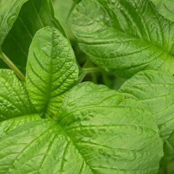 Amaranth Seeds - Green Leaf ("Lu Hsien") - Alliance of Native Seedkeepers - Vegetable Seeds