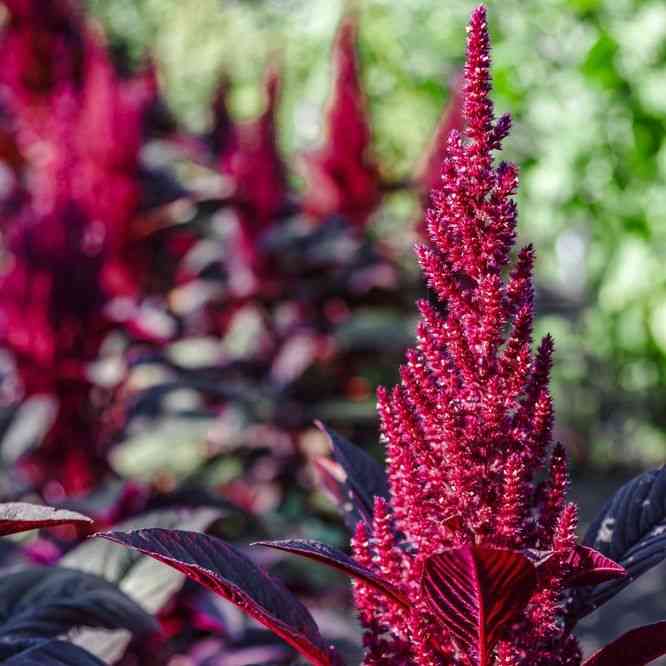 Red Spike Amaranth Seeds