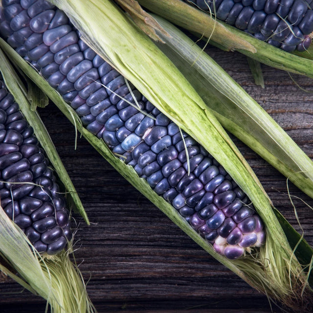 Hopi Blue flour corn ears with deep blue-purple kernels on weathered wood