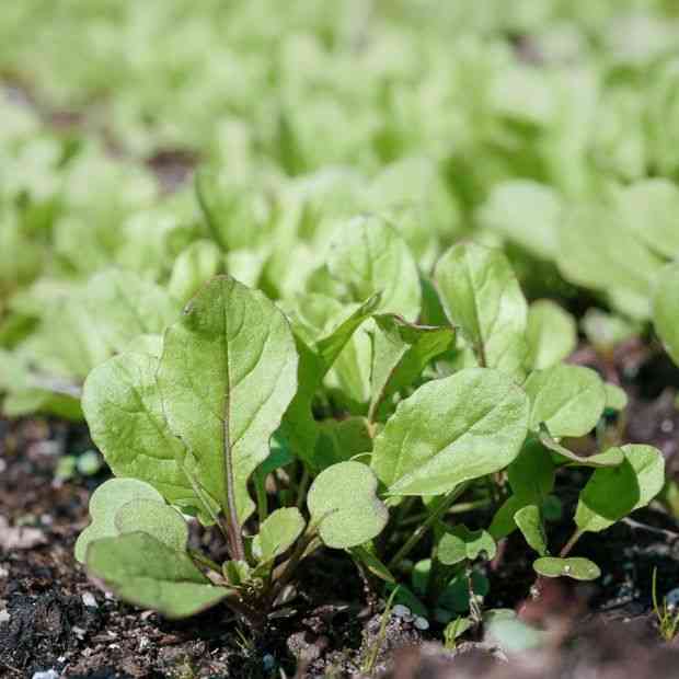 Astro Arugula Seeds