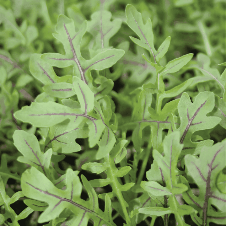 Dragon's Fire Arugula Seeds
