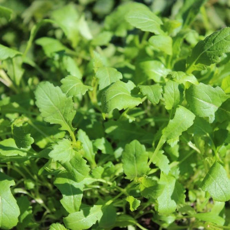 Arugula Seeds - Wasabi - Alliance of Native Seedkeepers - Vegetable Seeds
